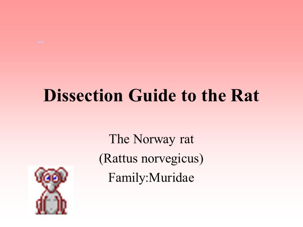 Dissection Guide to the Rat The Norway rat (Rattus norvegicus) Family:Muridae